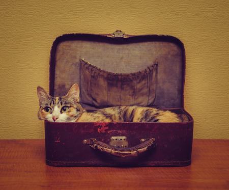 Cute cat of tortoiseshell color lying in a vintage small suitcase indoorの写真素材
