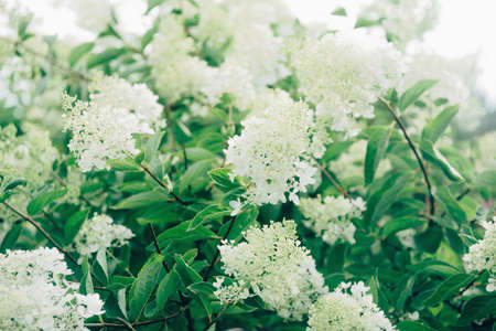 Green shrub with white flowers in summer gardenの写真素材