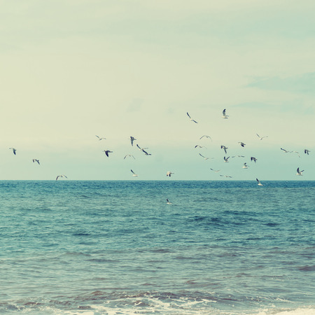 Flock of seagulls flying over the blue oceanの写真素材