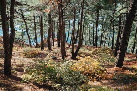 Colorful shrubs in autumn pine tree forest on coastline on background of sea