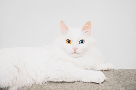 White turkish van cat with different colored eyes lying on sofa, staring at camera.の写真素材