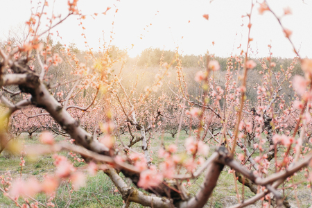 Blooming pink peach tree in spring garden at sunset.の写真素材