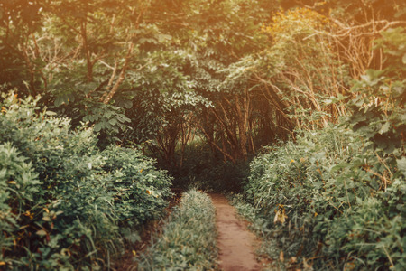 Trail leading in the deep summer forest. Image with tilt-shift effect.の写真素材