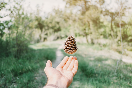 Pine cone over male hand in summer forest.の写真素材