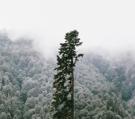 Old tall pine tree in summer forest.の写真素材