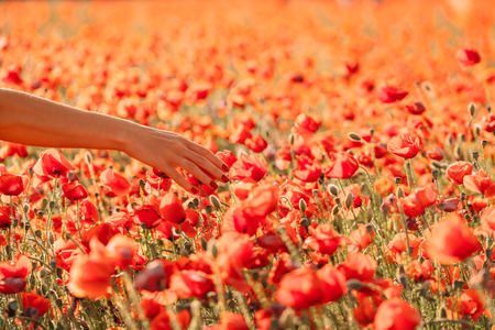 Woman walking in flower field and touching red poppies, view of female hand.の写真素材