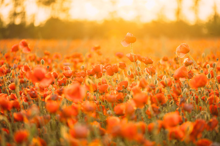 Nature flower background. Beautiful red poppies meadow on summer sunny day.の写真素材