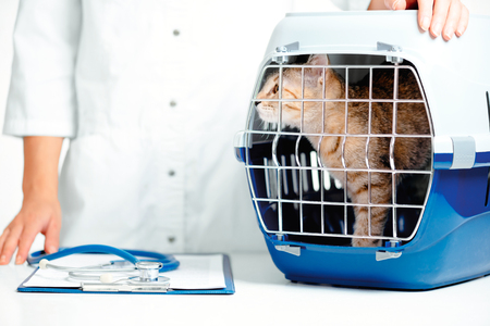Unrecognizable woman veterinarian standing near the carrier box with kitten in clinic.の写真素材