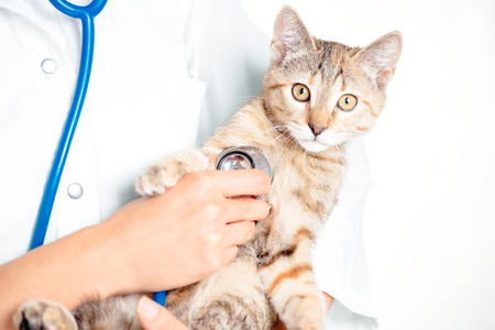 Unrecognizable woman doctor veterinarian checkup with stethoscope a cute kitten of brindle color, staring ay camera.の写真素材