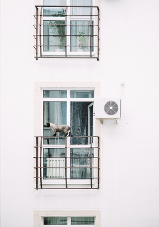 Siamese cat walking on the balcony of an apartment building outdoor.の写真素材