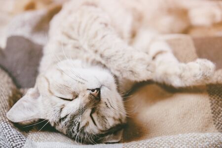 Cute domestic tabby kitten of ginger color sleeping on his back on soft plaid.の写真素材