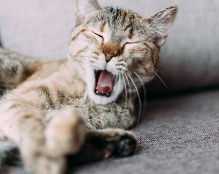 Funny cat of ginger color yawning with closed eyes.の写真素材