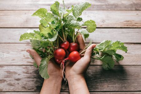 Bunch of fresh radish in hands on wooden backgroundの写真素材