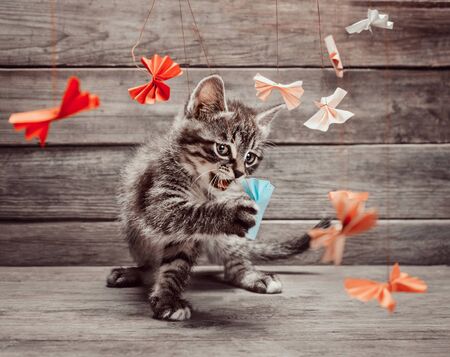 Curiosity little kitten playing with colorful paper bow on wooden backgroundの写真素材
