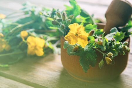 Celandine plant in mortar with pestle on wooden background, medicinal herbの写真素材