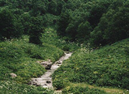 Small mountain creek among green grass in summer valleyの写真素材