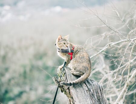 Explorer cute cat in bandana on a leash sitting on top of tree trunk in the forest and looks away.の写真素材