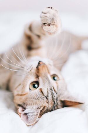 Cute tabby kitten lying on back and playing with something.