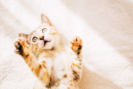 Cute curious kitten lying on sofa and playing with sunbeam.の写真素材