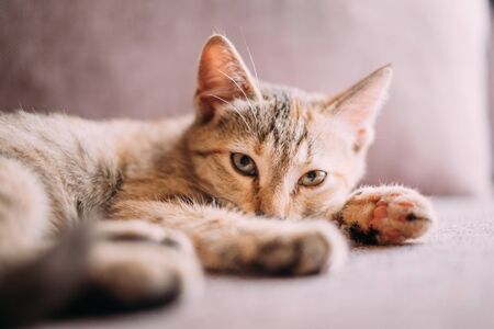 Kitten of tortoiseshell color lying on couch, staring at camera.の写真素材