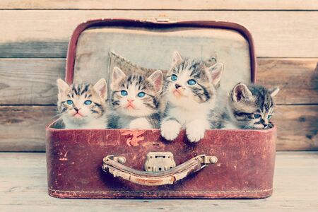 Four kittens in retro suitcase on a wooden backgroundの写真素材