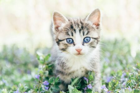 Cute kitten with blue eyes walks on green grassの写真素材