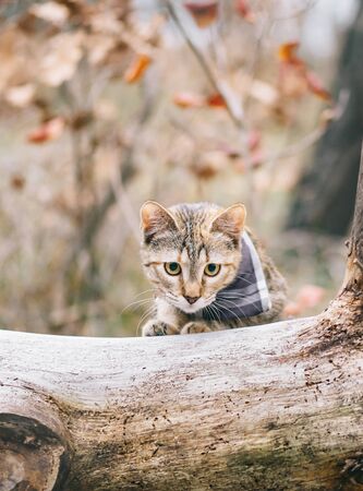 Explorer tabby red cat in bandana walking in autumn forest.の写真素材