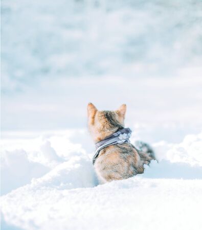 Outdoor explorer ginger cat sitting in a snowdrift and looking back at winter forest.の写真素材