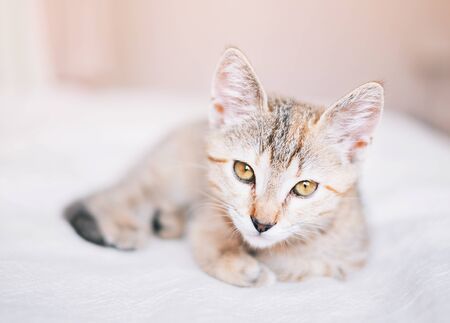 Cute tabby red kitten pet lying on sofa and looking at camera indoor.の写真素材