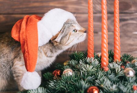 Domestic curious red cat wearing in Santa Claus hat sniffing Christmas tree decoration at home.の写真素材