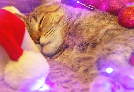 Tabby red cat sleeping among Christmas decorations at home.