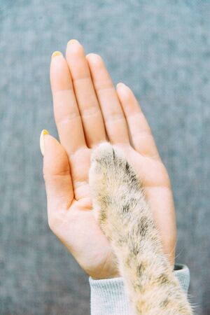 Cute ginger cat paw on human hand. Concept of friendship and care for animals.の写真素材