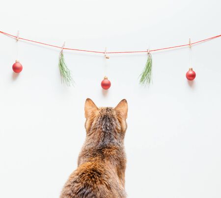 Rear view of ginger cat looking at Christmas and New Year decorations on a white background.の写真素材
