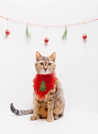 Cute ginger cat wearing in a bandana with fir-tree patch sitting on a white background under Christmas and New Year decorations and looking at camera.の写真素材