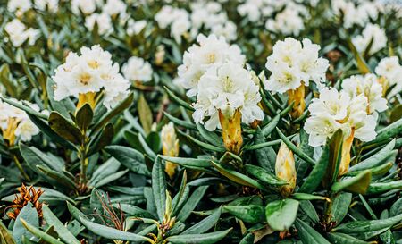 Blooming Caucasus white rhododendrons flowers, close-up.の写真素材