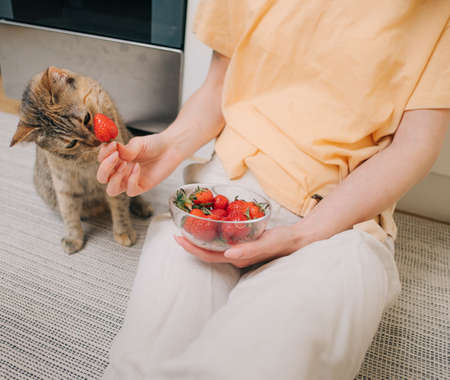 Vegetarian cat is interested in ripe delicious strawberries.
