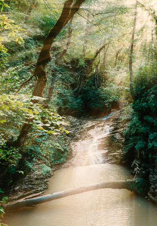 Summer landscape of a forest river without people.