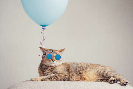 Ginger cat in trendy sunglasses lying beside a blue balloon on a couch.の写真素材