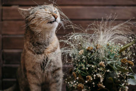 Domestic ginger cat sniffs a bouquet of wilted flowers.の写真素材