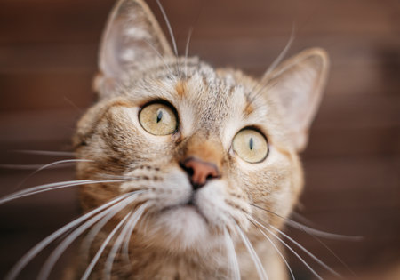 Portrait of a funny ginger cat with a splayed mustache.の写真素材