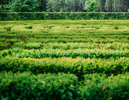 Lush green bushes labyrinth.の写真素材