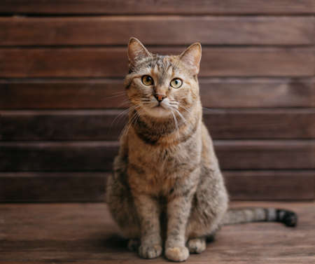Beautiful ginger cat sits and looks at the camera on a wooden background.の写真素材