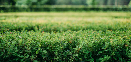 Lush green bushes.の写真素材