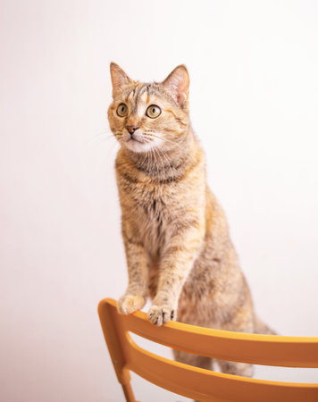 Lyubopytnaya polosataya koshka stoit na stule.の写真素材