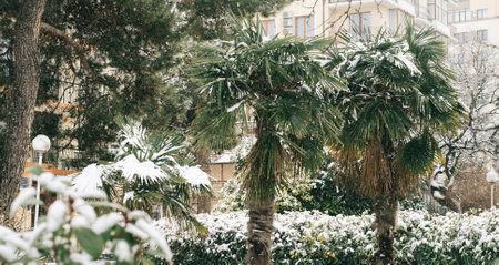 Summer green palm plants are covered with snow.の写真素材