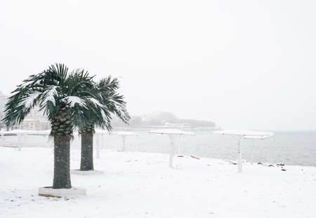 View of the central beach with palm trees and the city bay of the Black Sea during a snowfall.の写真素材