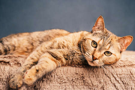 Serious domestic cat lies on a plaid and looks at the camera.の写真素材