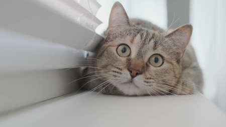 The cat playfully looks at the camera.の写真素材