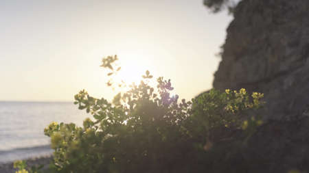 The camera moves along the plant. Natural lens flare from the sun.