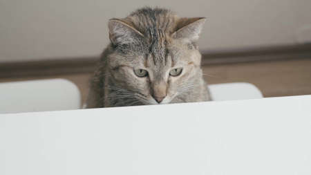 Tabby cat sits in front of bowl of food.の写真素材